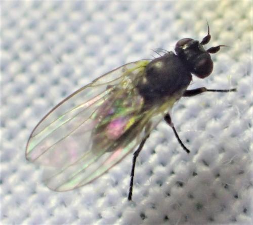 Cerodontha sp.